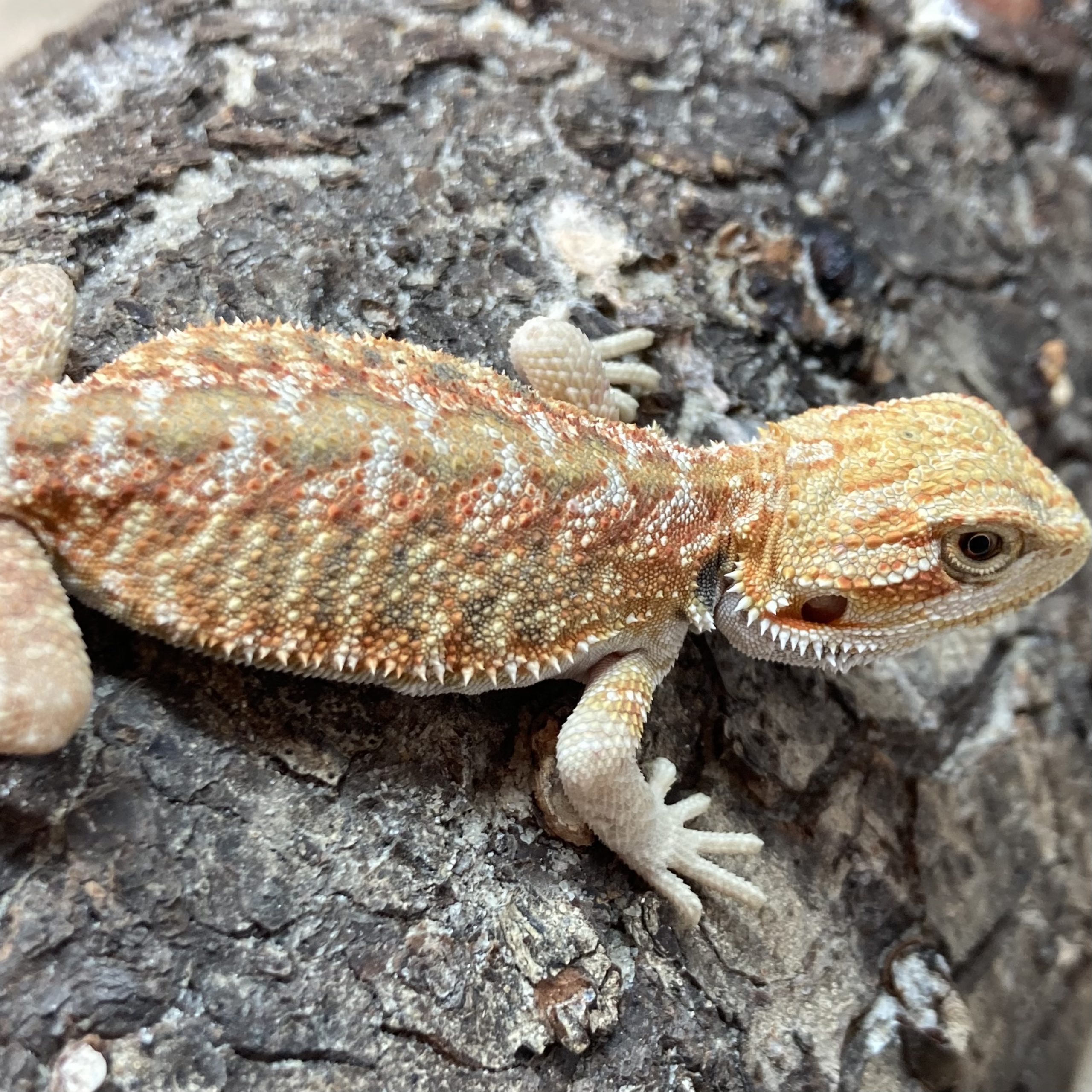 CB RED HYPO Bearded Dragon