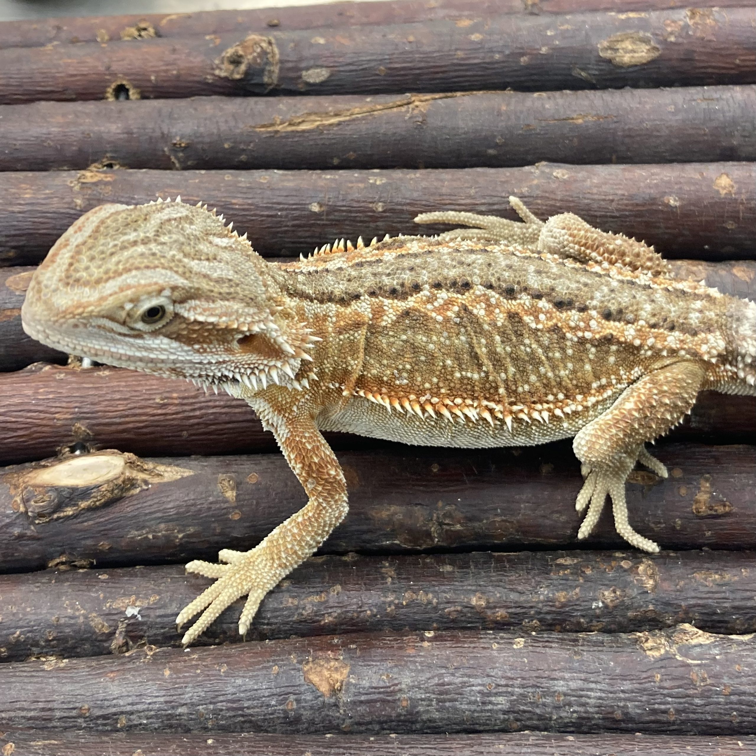 CB DUNNER GENETIC STRIPE Bearded Dragon