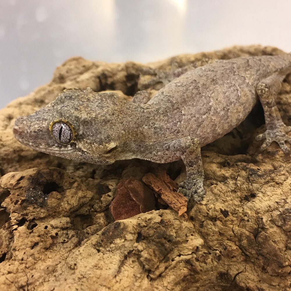 CB Gargoyle Gecko