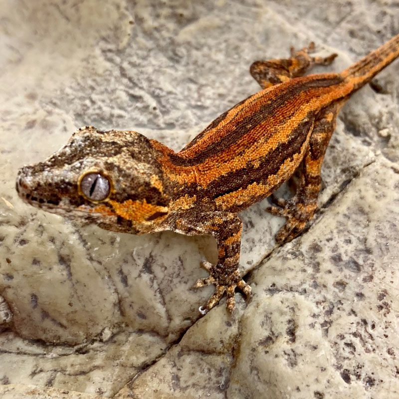 CB ADULT MALE RED STRIPED Gargoyle Gecko