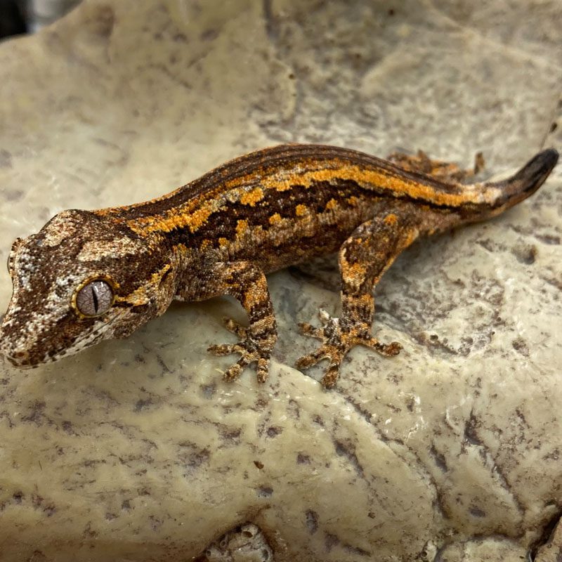 CB Gargoyle Gecko *B-Grade*