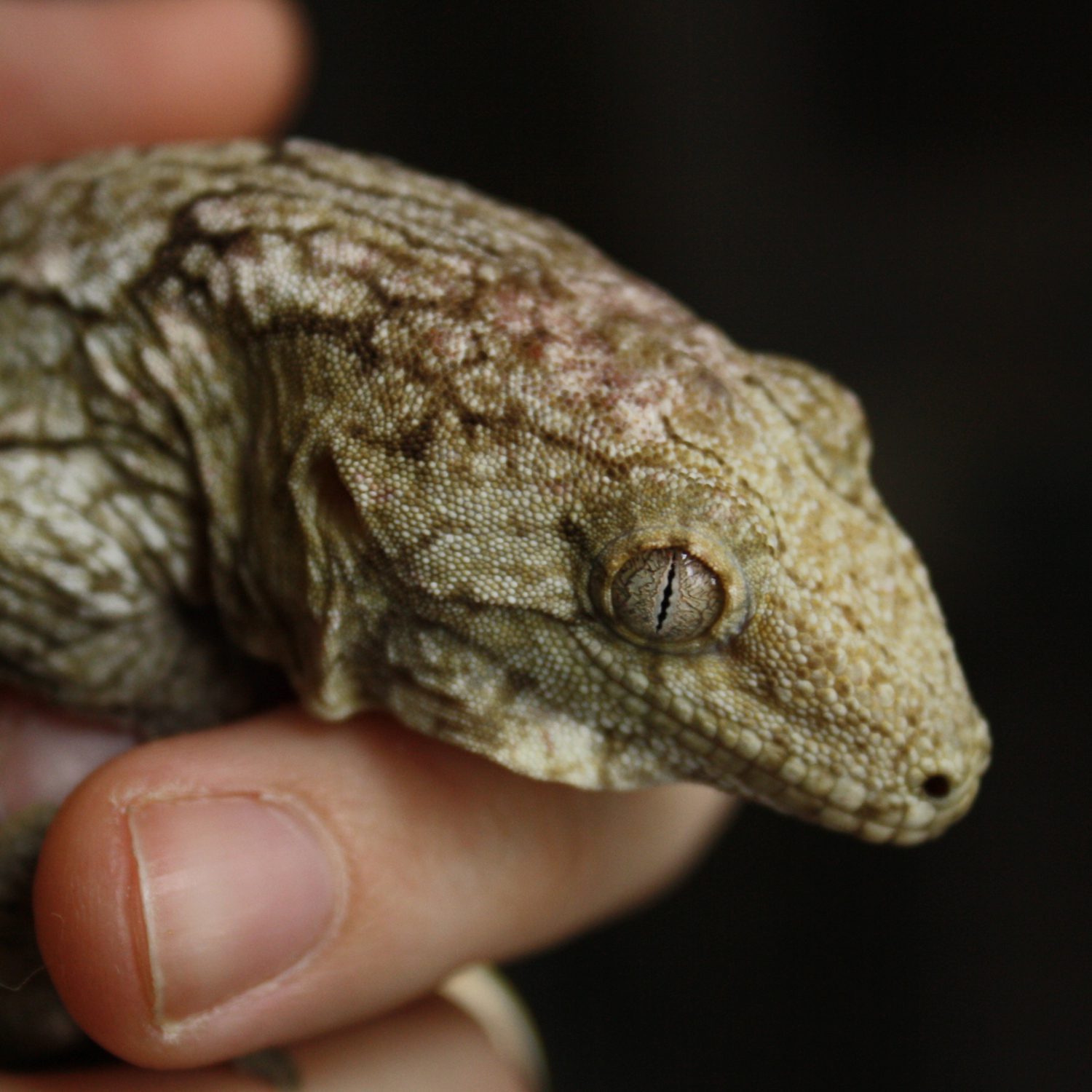 CB ADULT FEMALE New Caledonian Giant Gecko