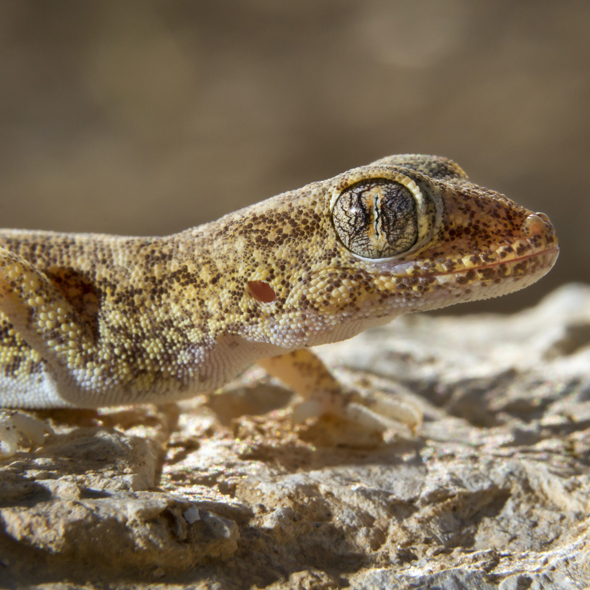 CB Elegant Dune Gecko