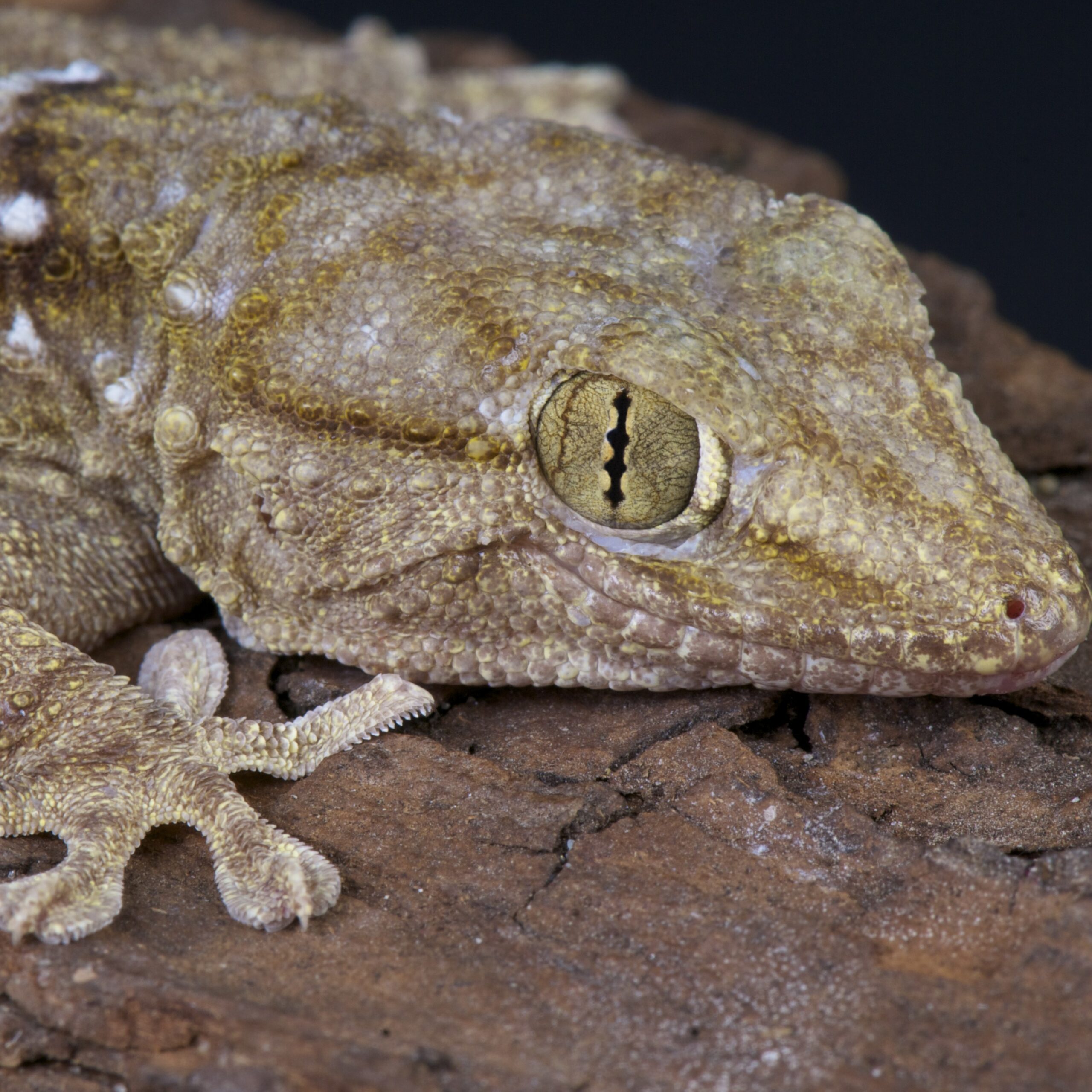 WC White spotted gecko *B-Grade*