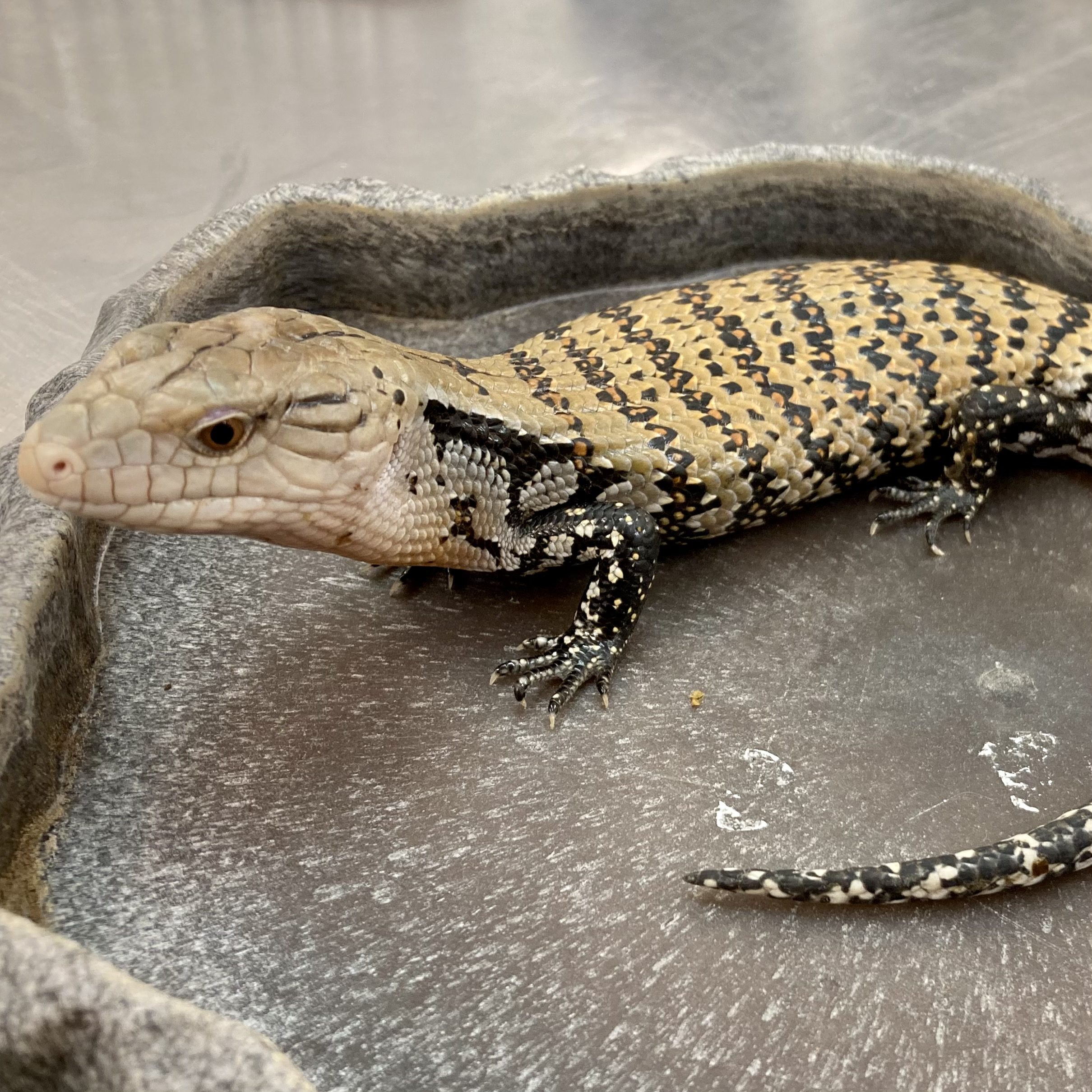 CB Indonesian Blue Tongue Skink