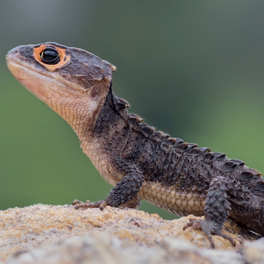 CB Red-eyed Crocodile Skink