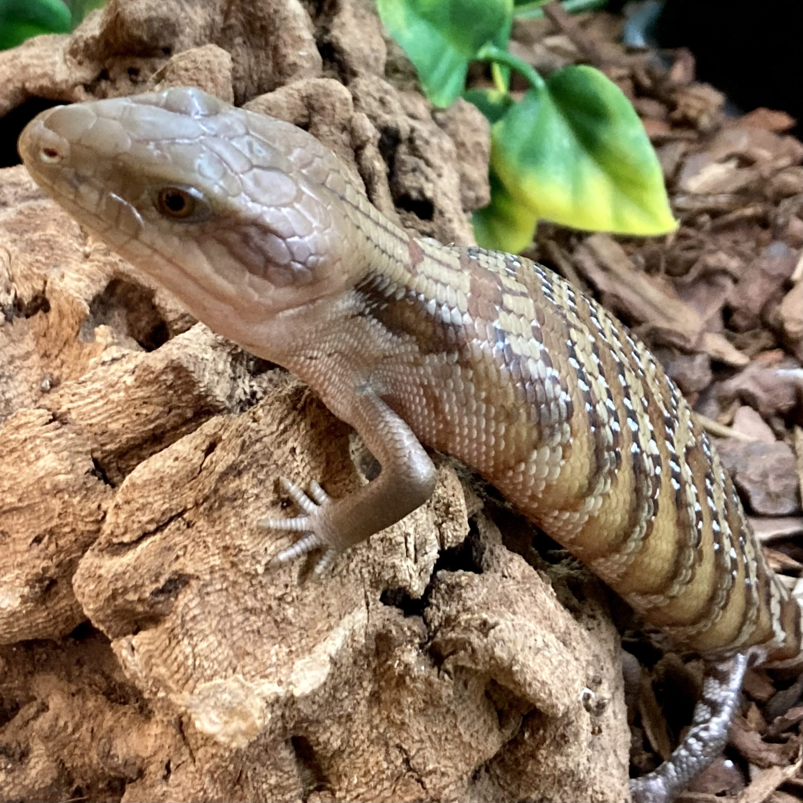 CB ADULT Northern Blue Tongue Skink
