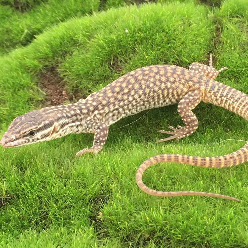 CB Spiny Tailed Monitor