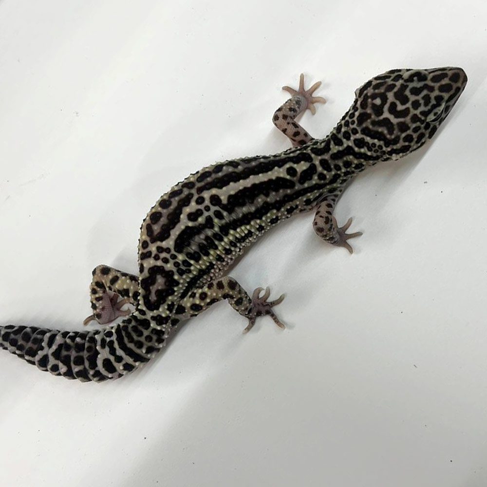 NCRW NORMAL Leopard Gecko - Adult Female