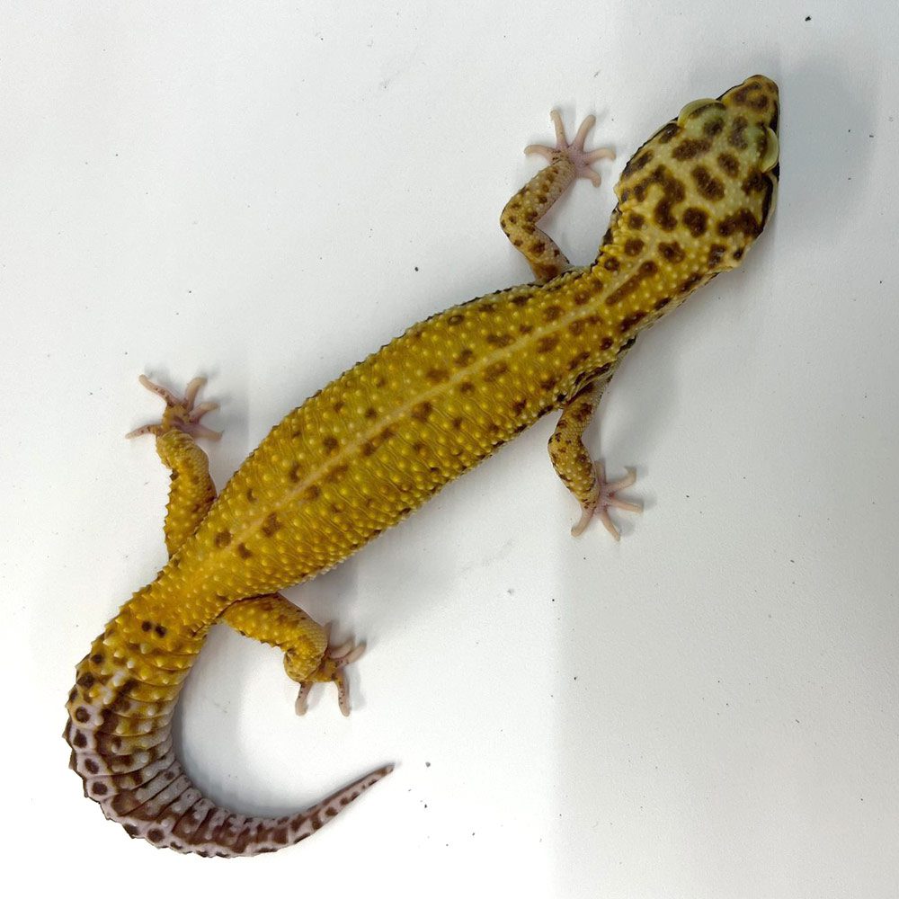 NCRW HYPO Leopard Gecko - Adult Female