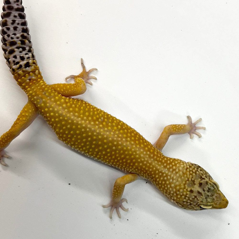 NCRW HYPO Leopard Gecko - Adult Male