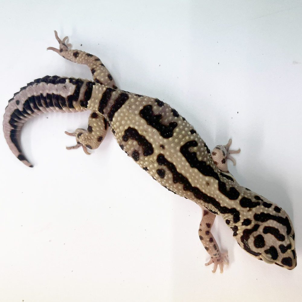 NCRW JUNGLE Leopard Gecko - Adult Female