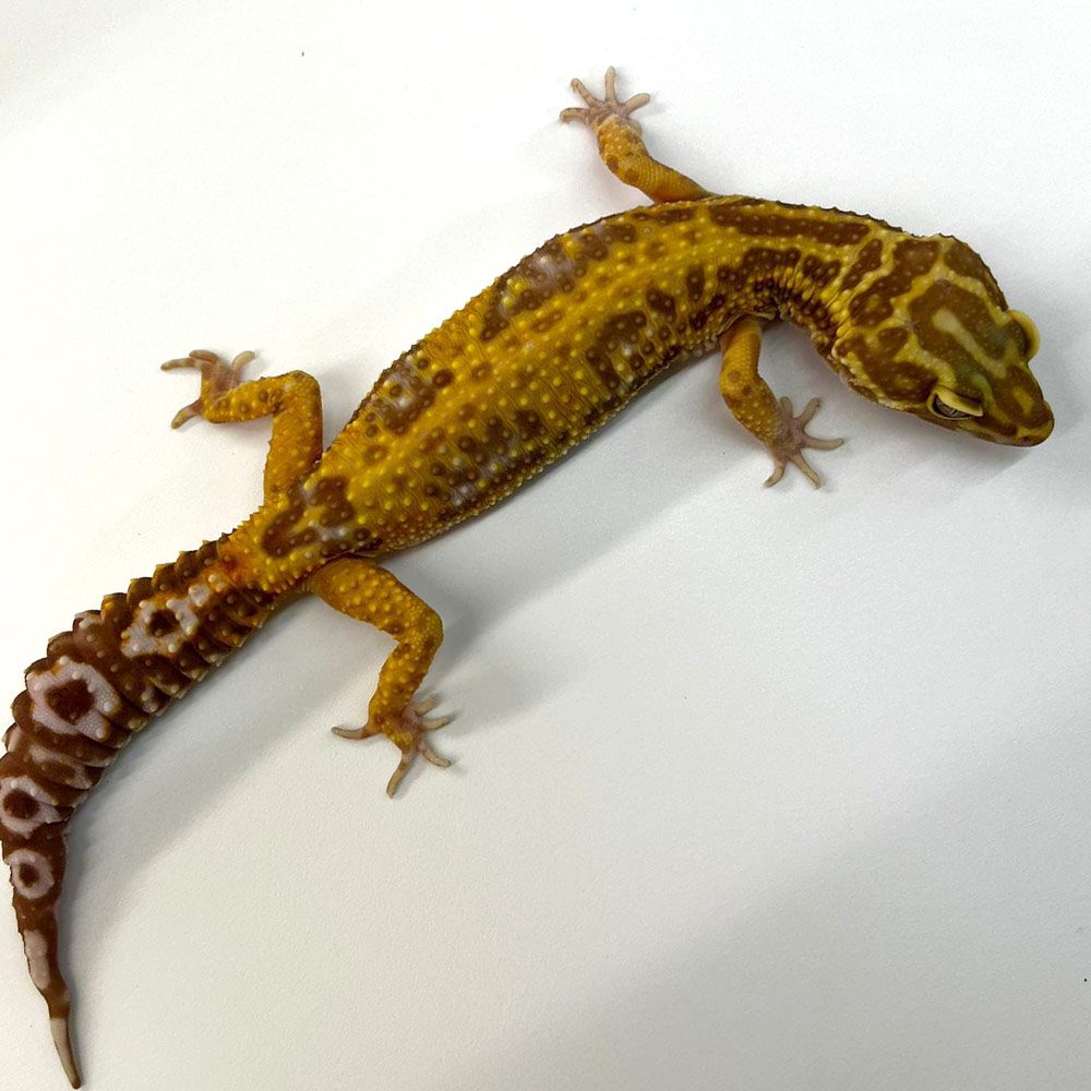 NCRW B-GRADE Leopard Gecko - Adult Female