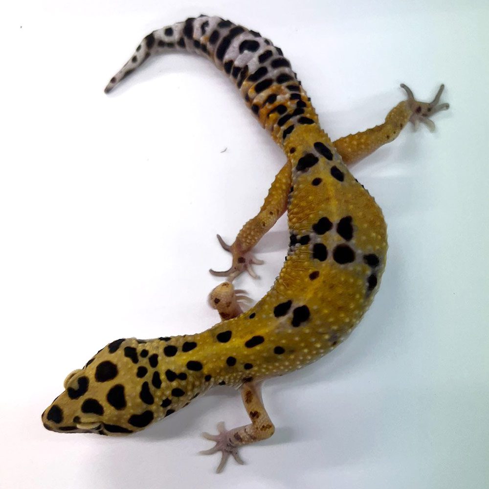 NCRW B-GRADE Leopard Gecko - Adult Male