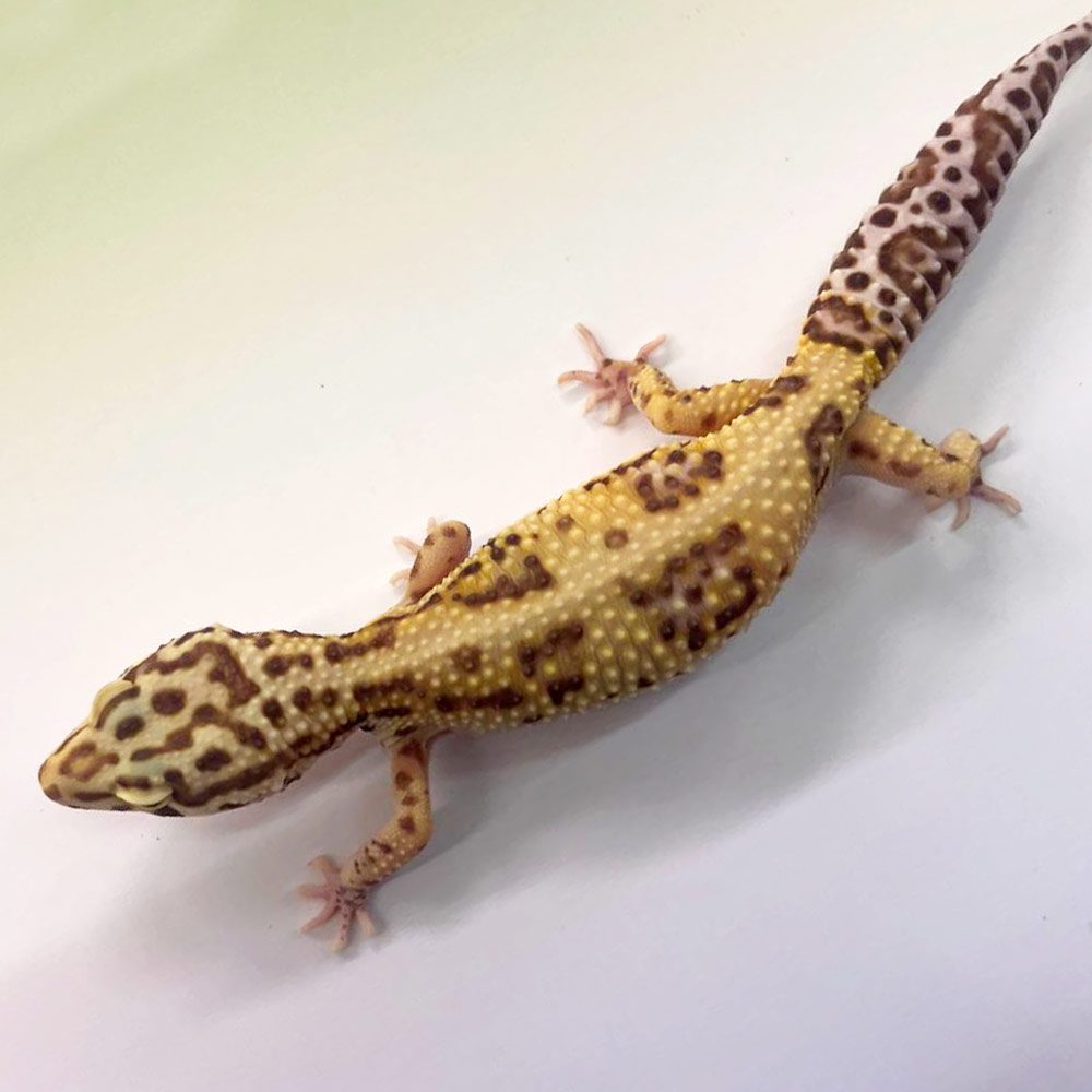 NCRW RADAR Leopard Gecko - Adult Female