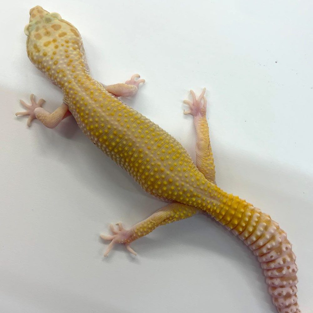 NCRW RAPTOR Leopard Gecko - Adult Female