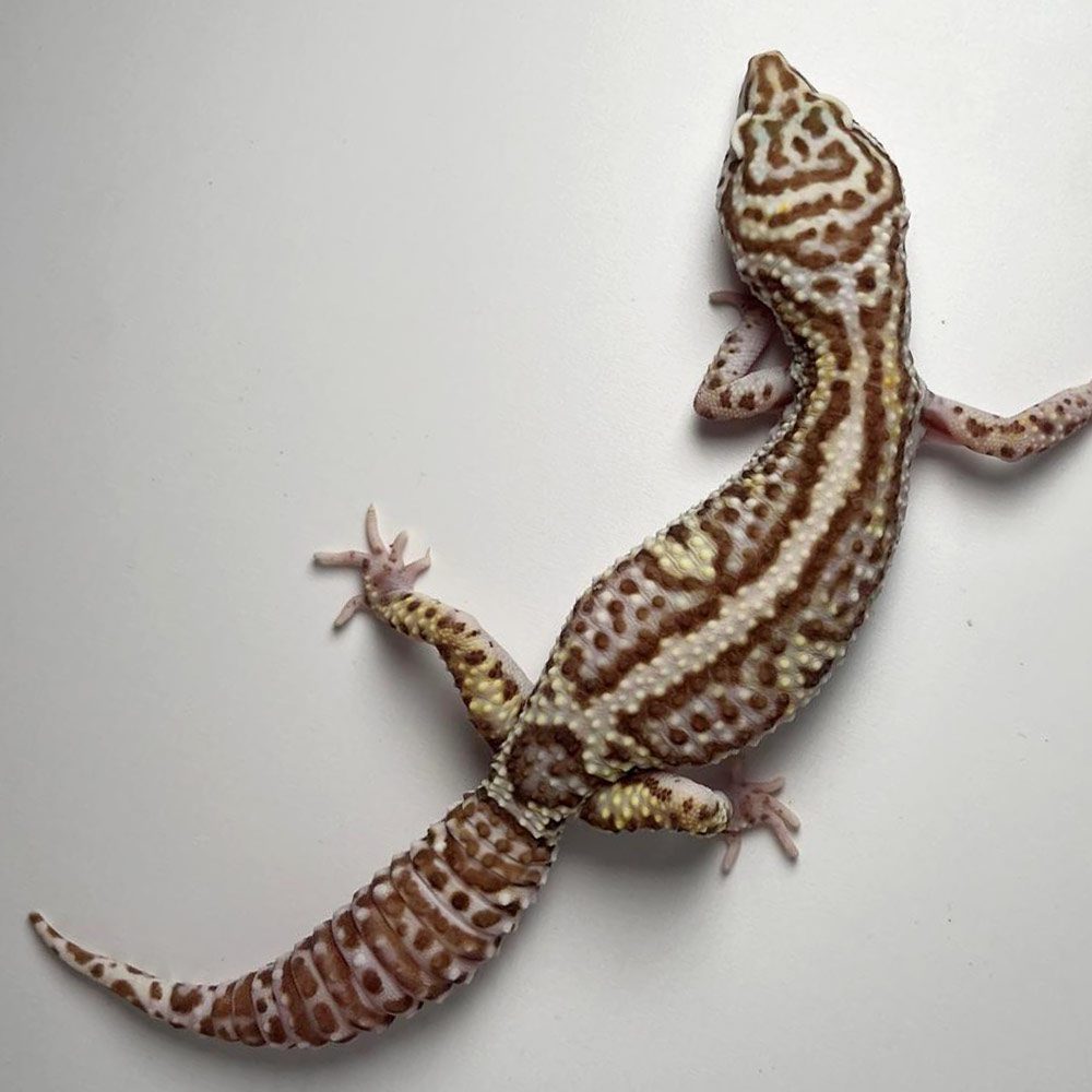 NCRW STRIPE Leopard Gecko - Adult Female