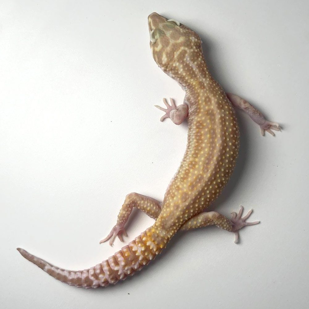 NCRW ALBINO STRIPE Leopard Gecko - Adult Female