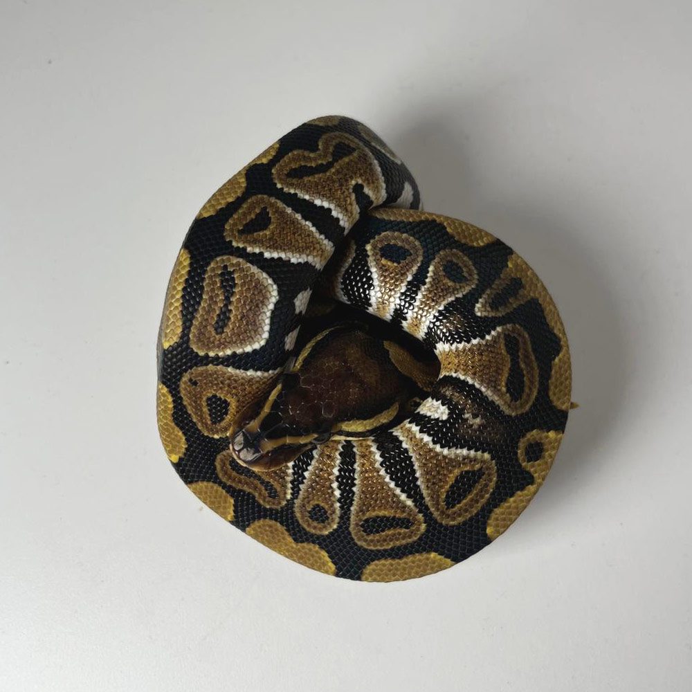 NCRW NORMAL Royal Python - Juvenile