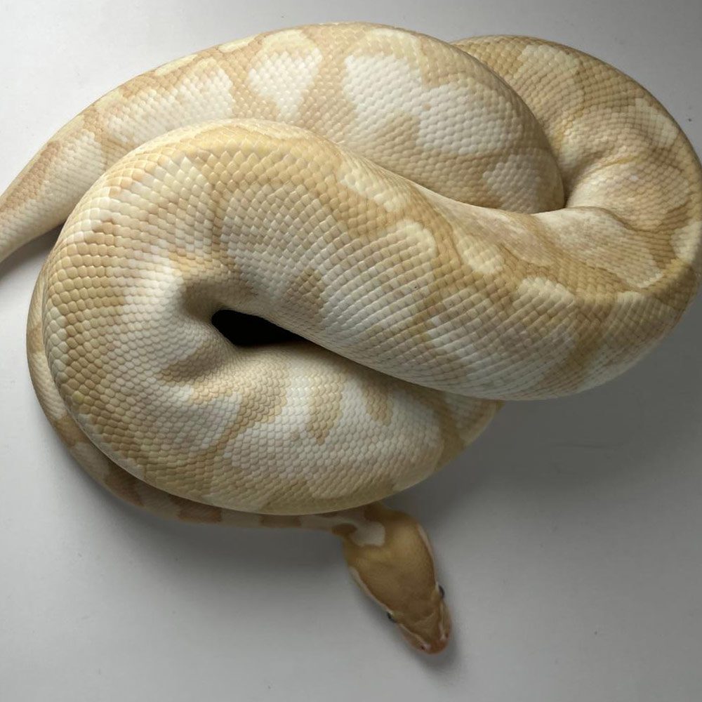 NCRW LESSER BEE Royal Python - Sub Adult