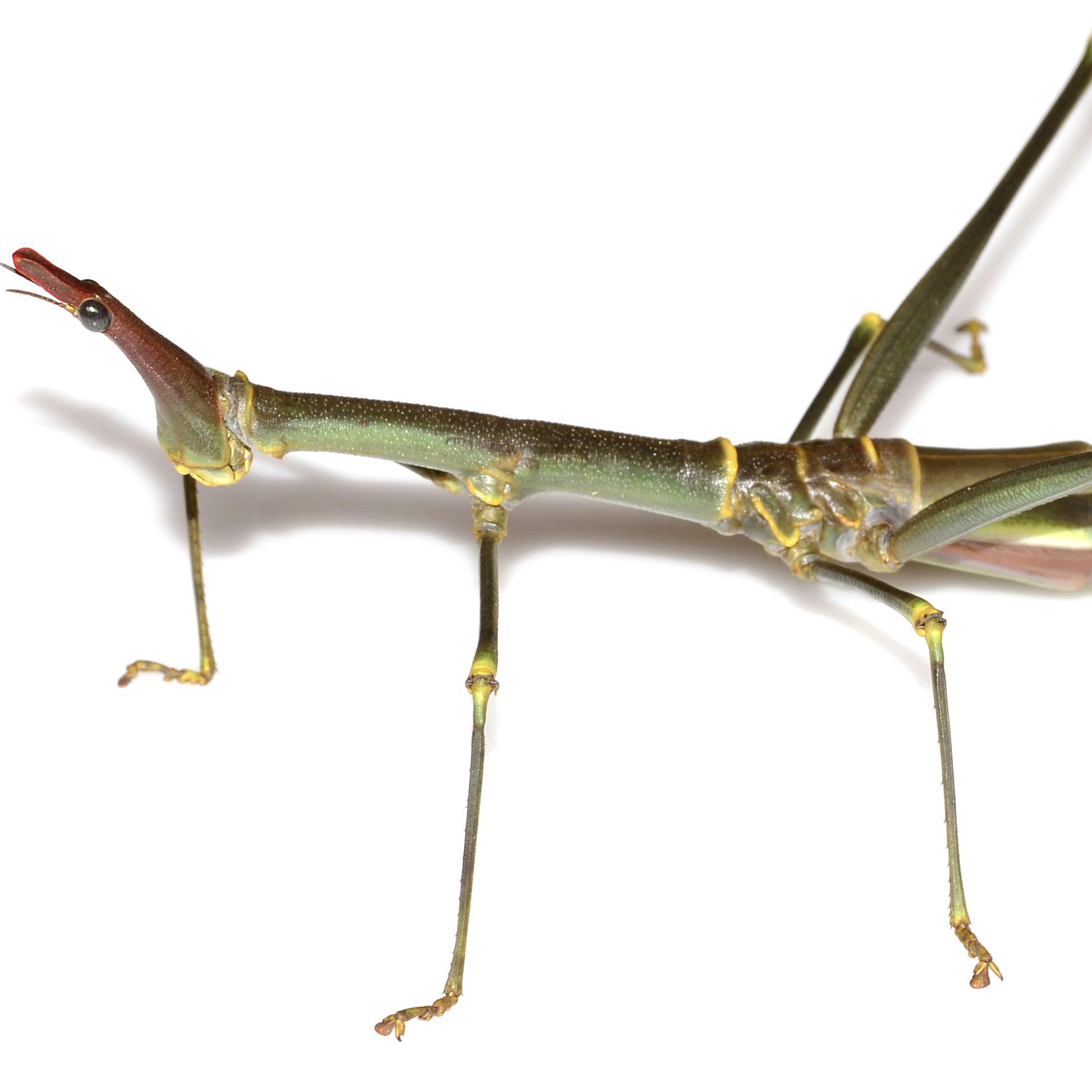 CB Horse Head Grasshoppers