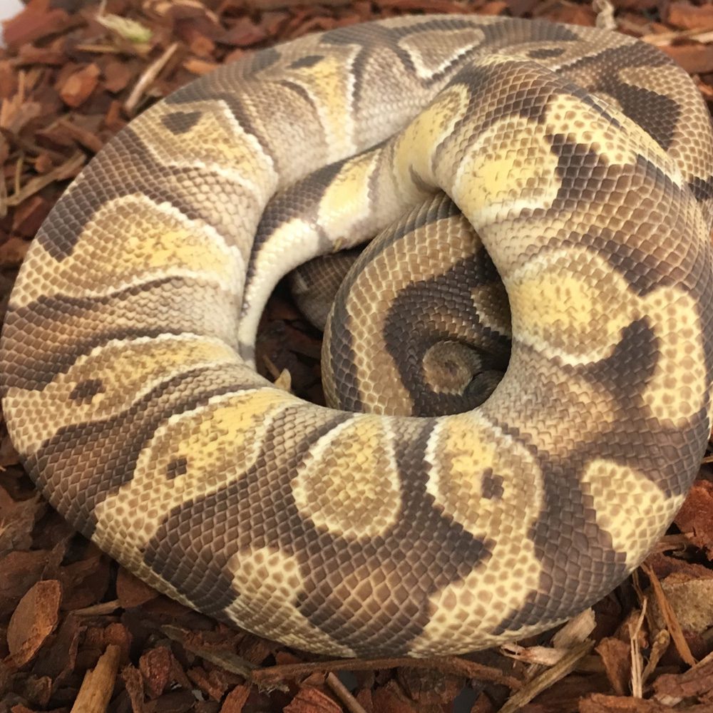 CB23 MOJAVE Royal Python