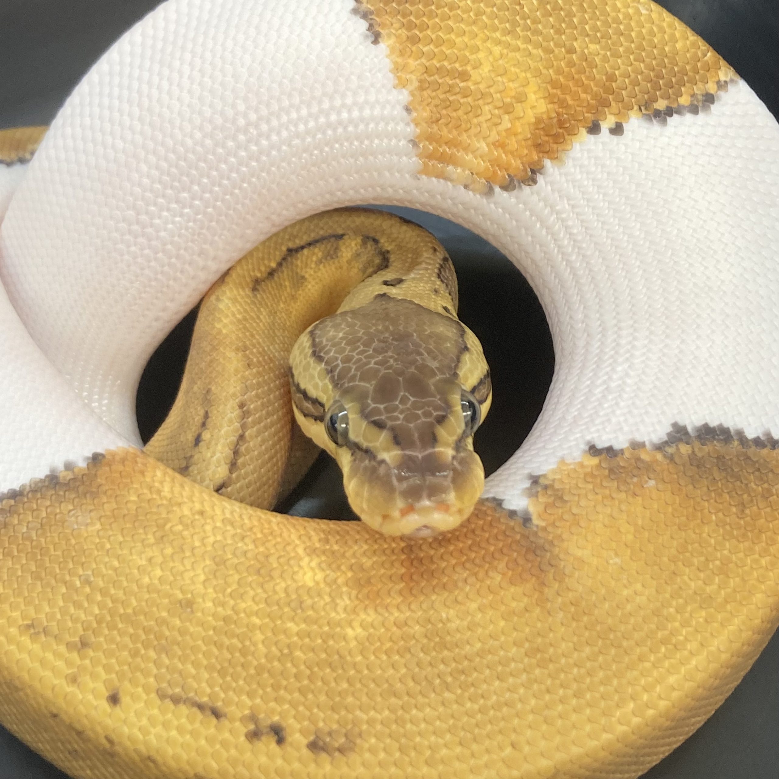 CB22 MALE PASTEL PINSTRIPE PIED Royal Python | Peregrine