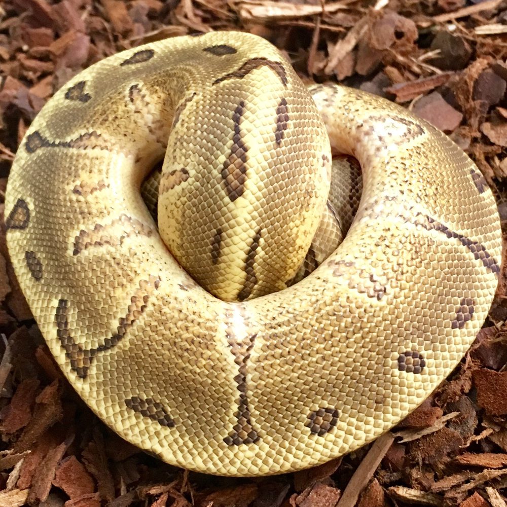 CB PINSTRIPE YELLOW BELLY Royal Python