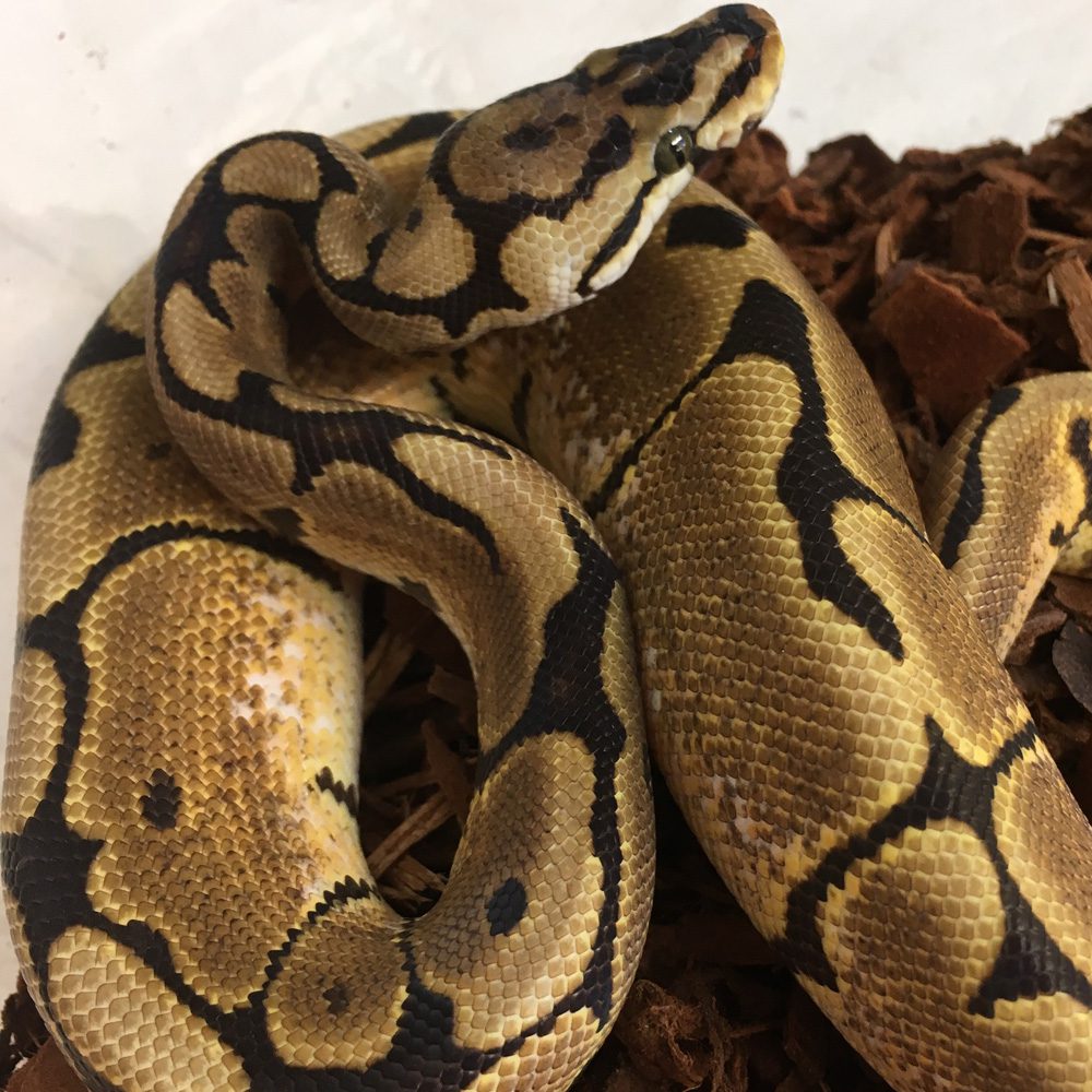 CB LEOPARD Royal Python