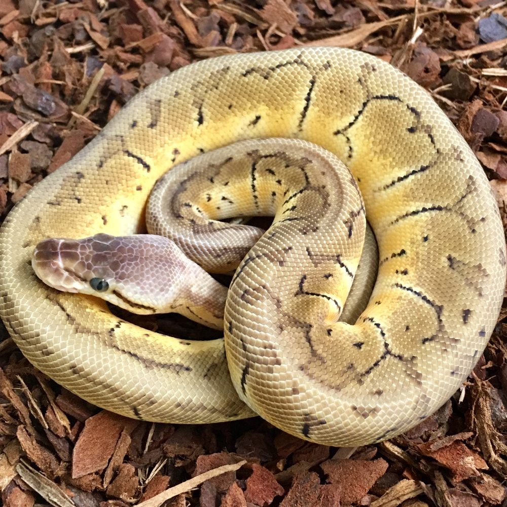 CB ENCHI PHANTOM Royal Python