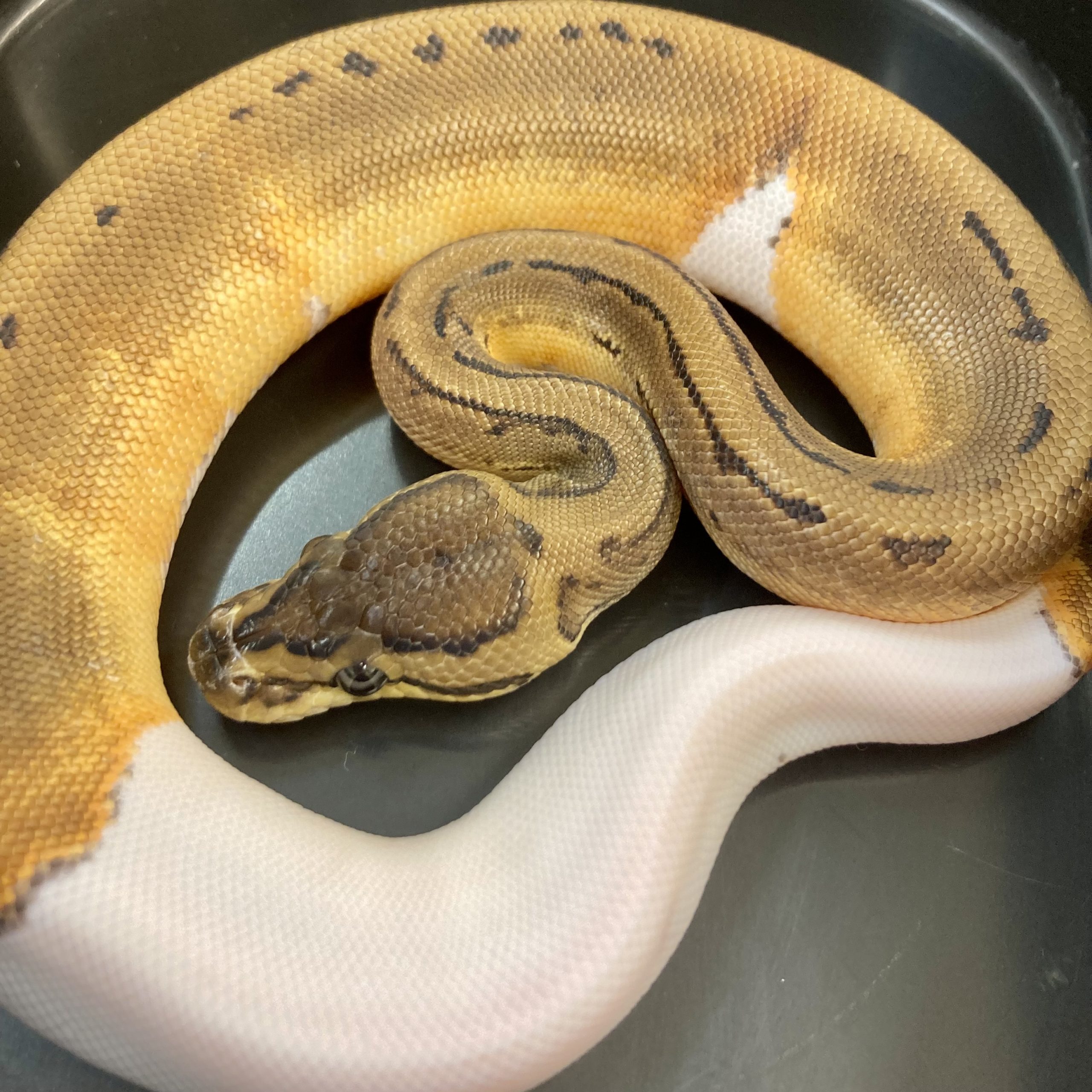 CB22 FEMALE PINSTRIPE PIED Royal Python | Peregrine