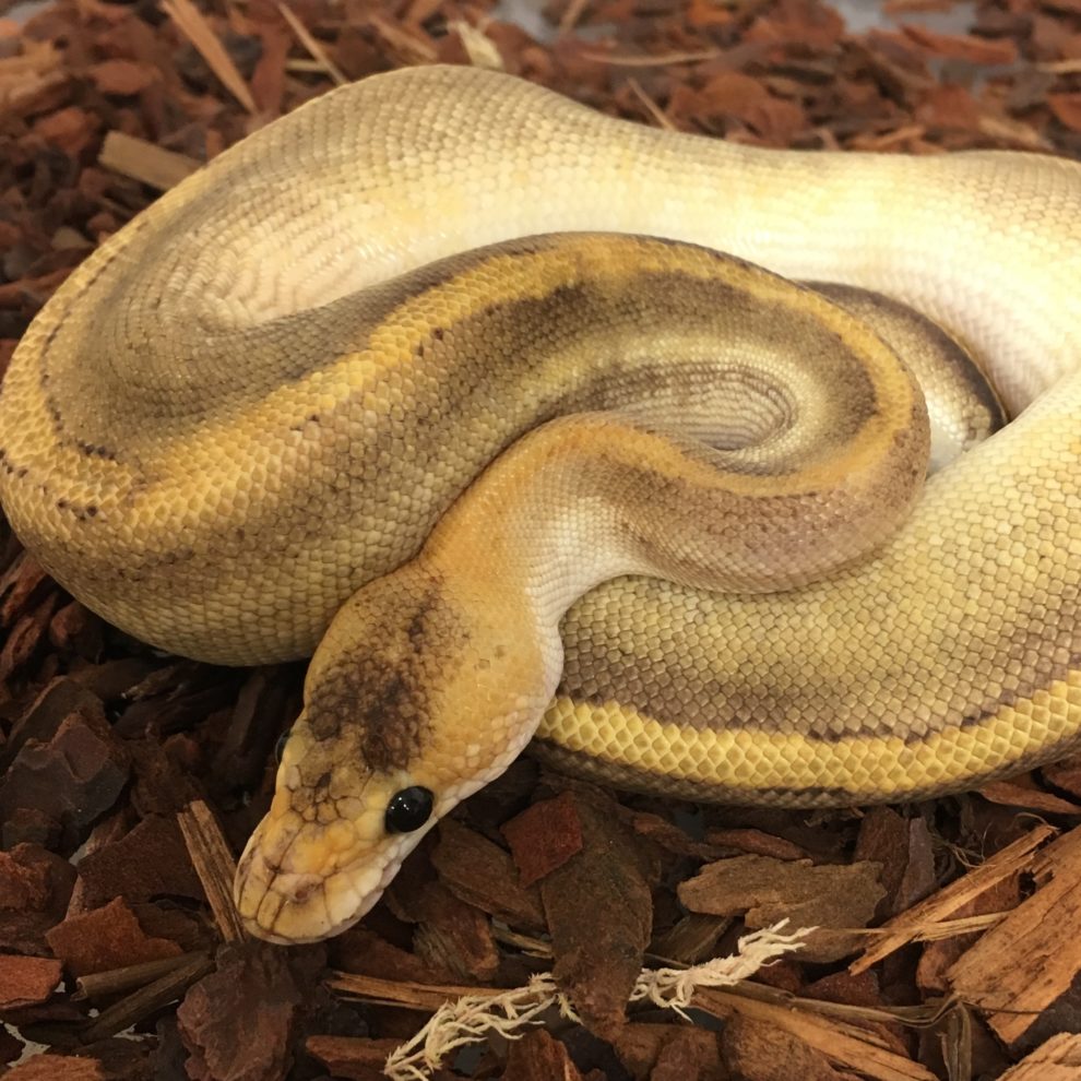 Royal Pythons – Peregine