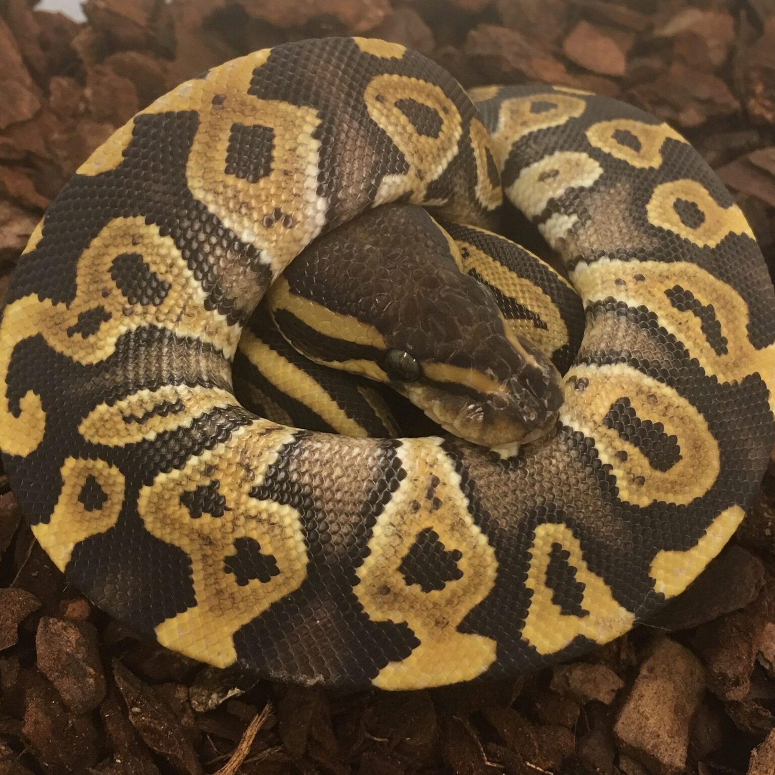 Royal Pythons – Peregine