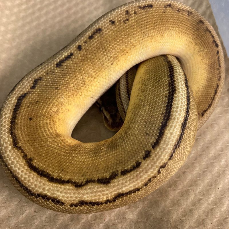 Boas & Pythons – Peregine