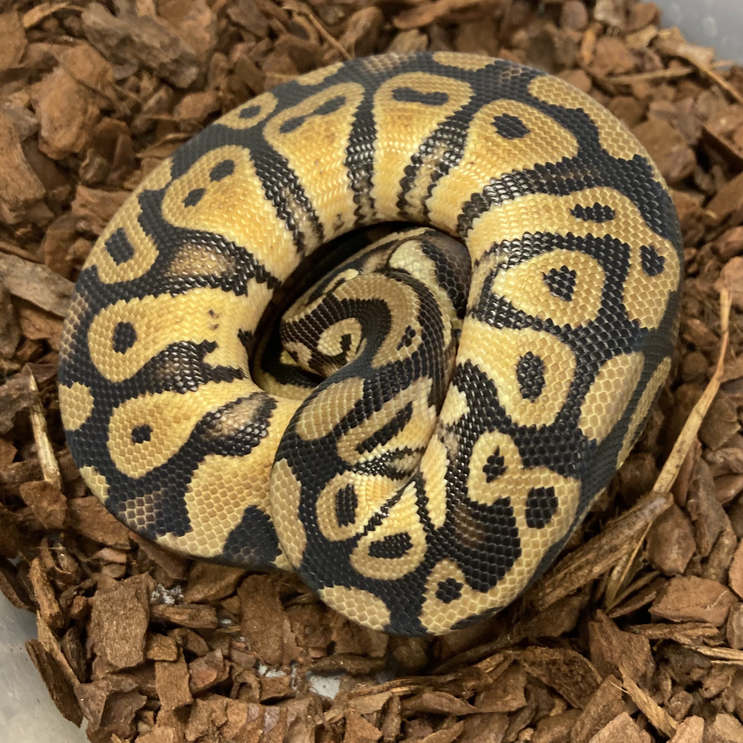 CB PASTEL Royal Python