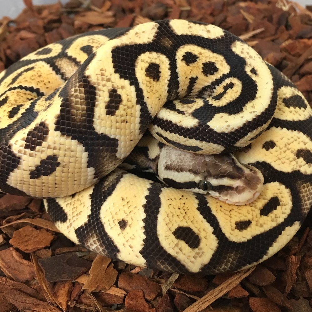 CB19 MALE SUPER PASTEL Royal Python