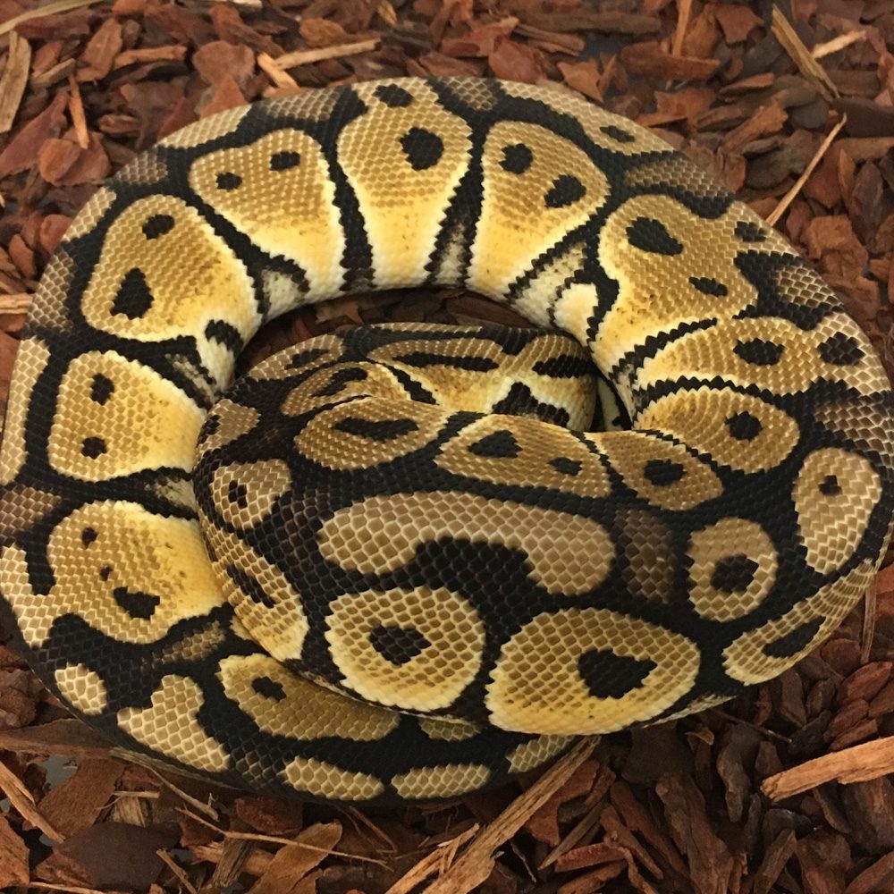 CB23 PASTEL SPECIAL Royal Python