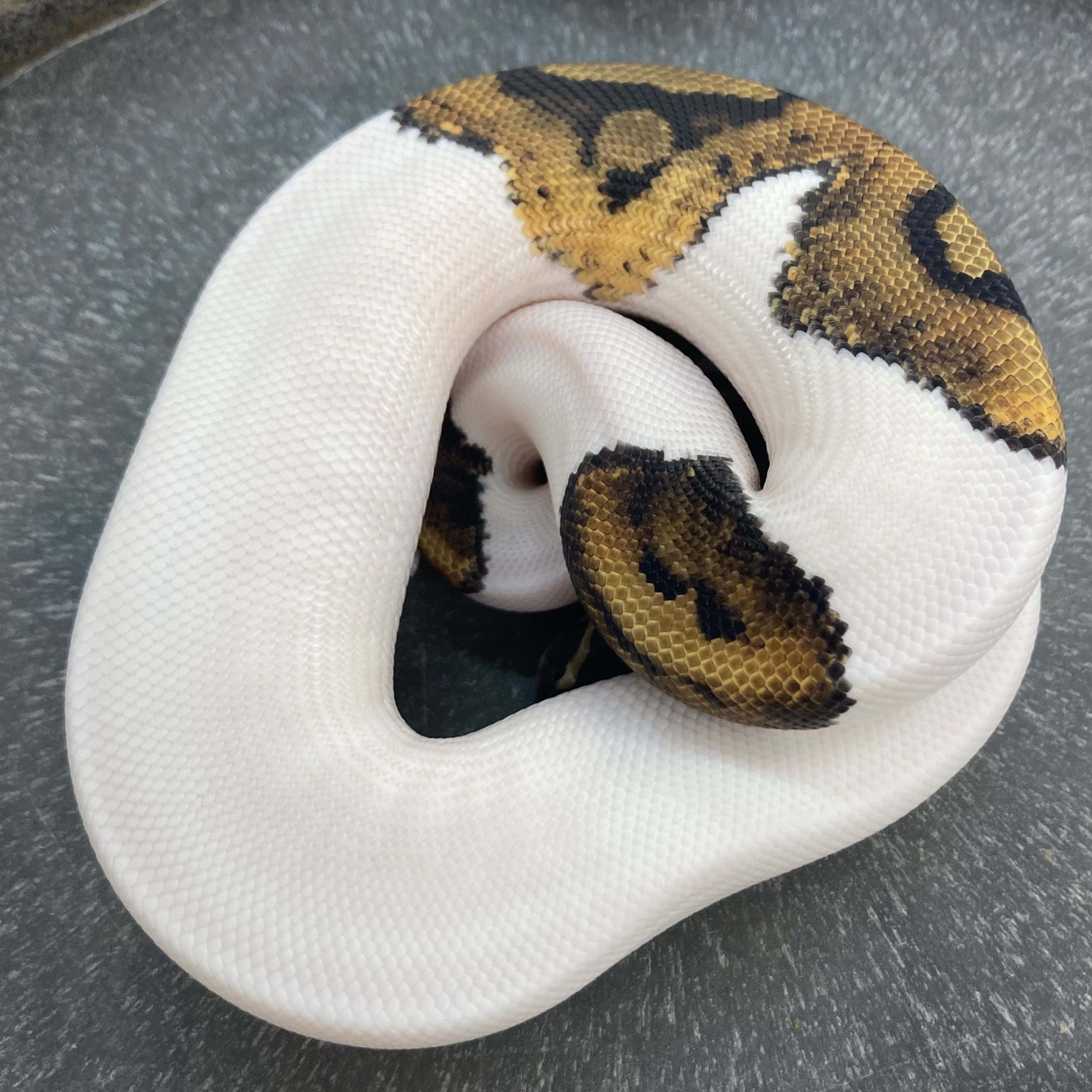 CB22 MALE HI-WHITE PIED Royal Python
