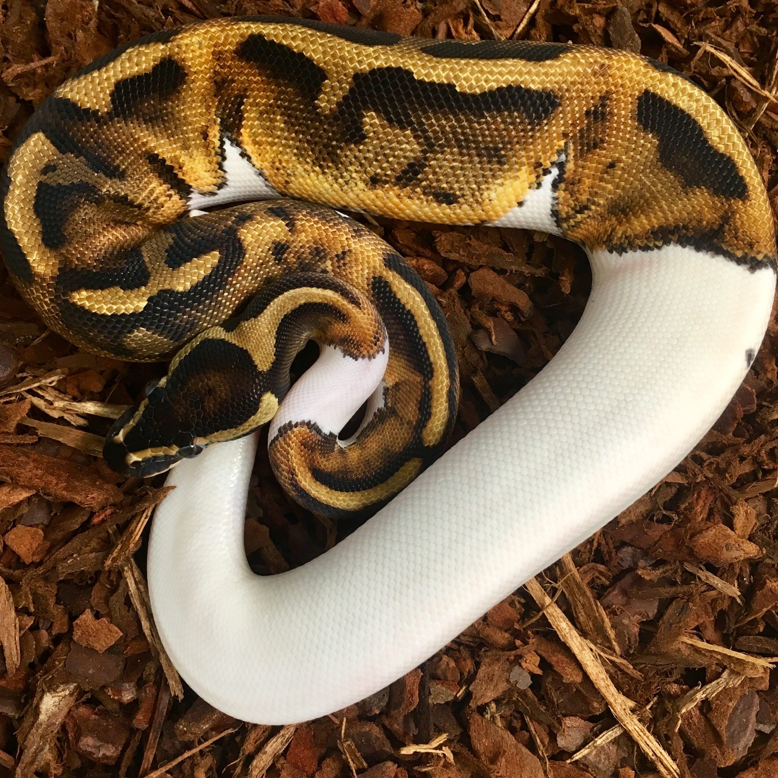 CB22 FEMALE PIED Royal Python | Peregrine