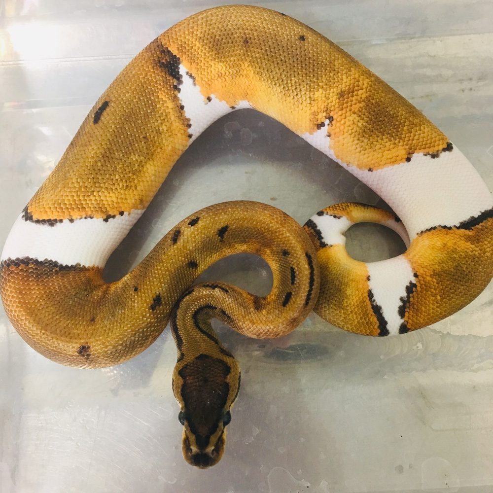 CB23 BLACK PASTEL PIED Royal Python