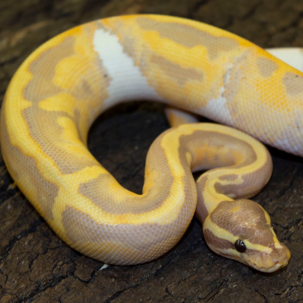 CB22 MALE BANANA PIED Royal Python