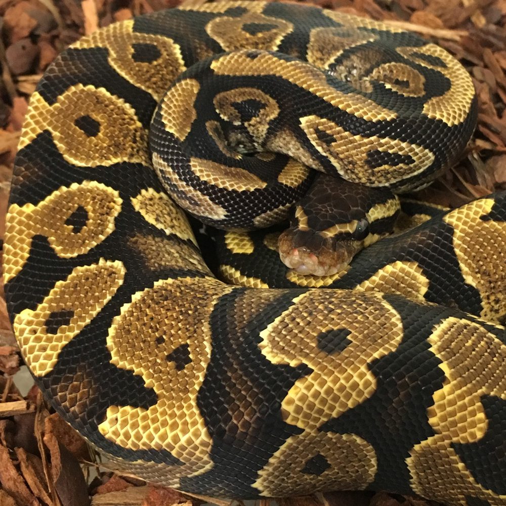 CB YELLOW BELLY Royal Python