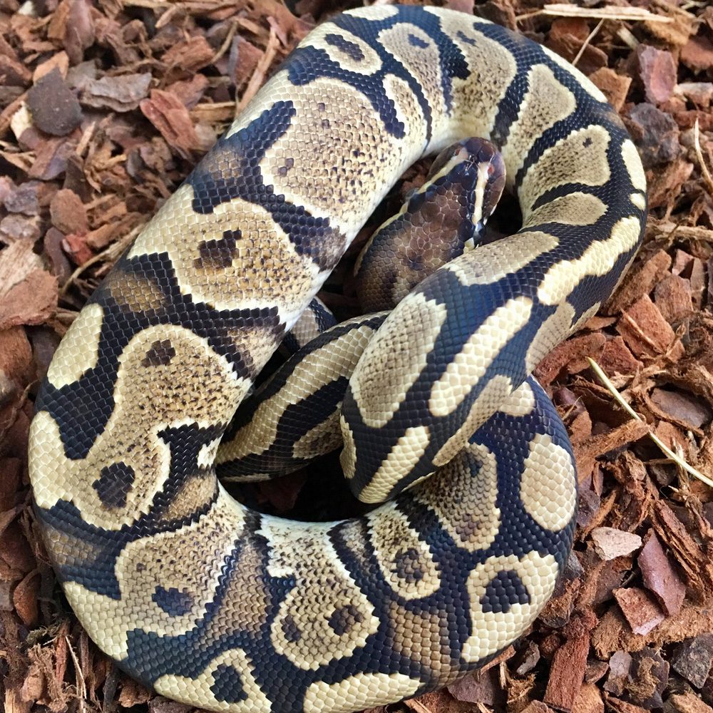 CB FIRE YELLOW BELLY Royal Python