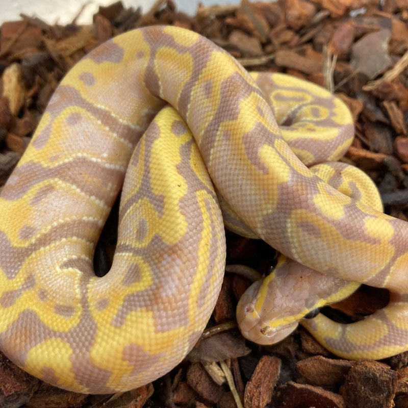 Boas & Pythons – Peregine