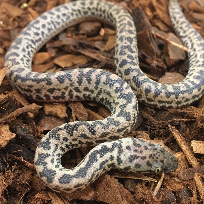 CB23 Spotted Python | Peregrine