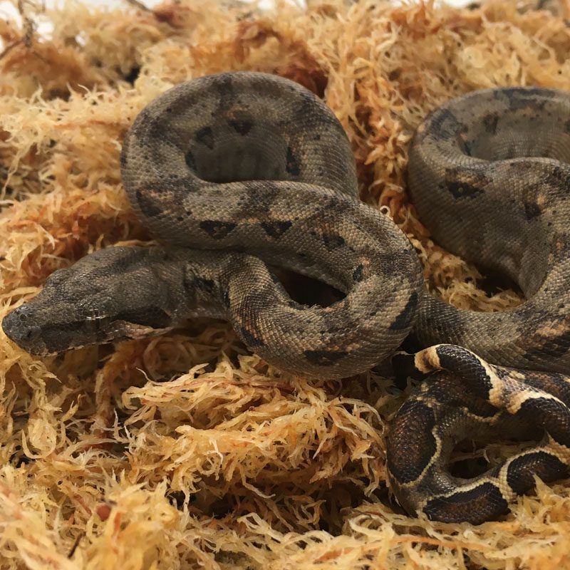 Boas & Pythons – Peregine