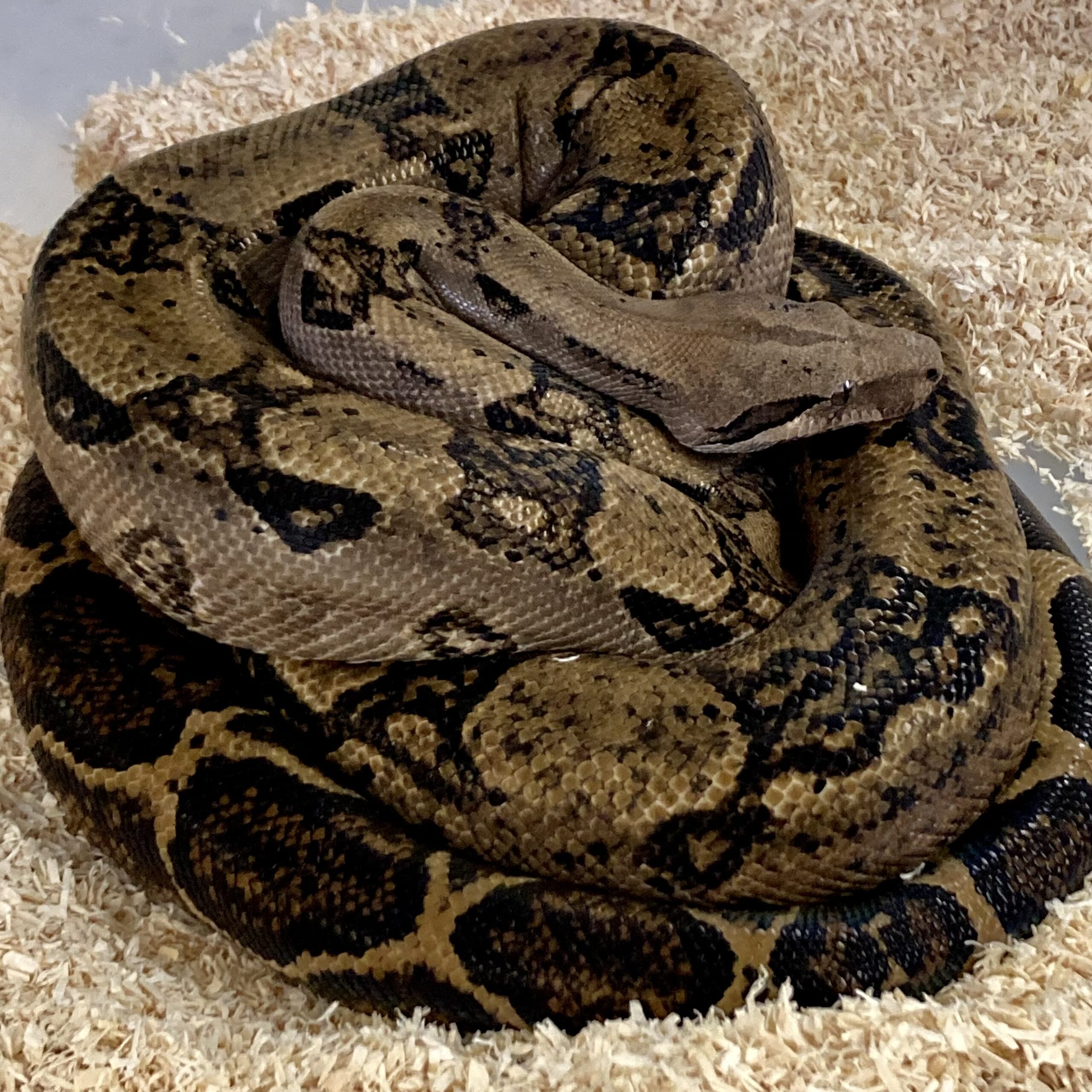 CB20 Nicaraguan Boa Constrictor