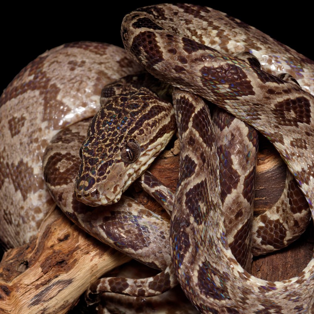 CB23 Amazon Tree Boa