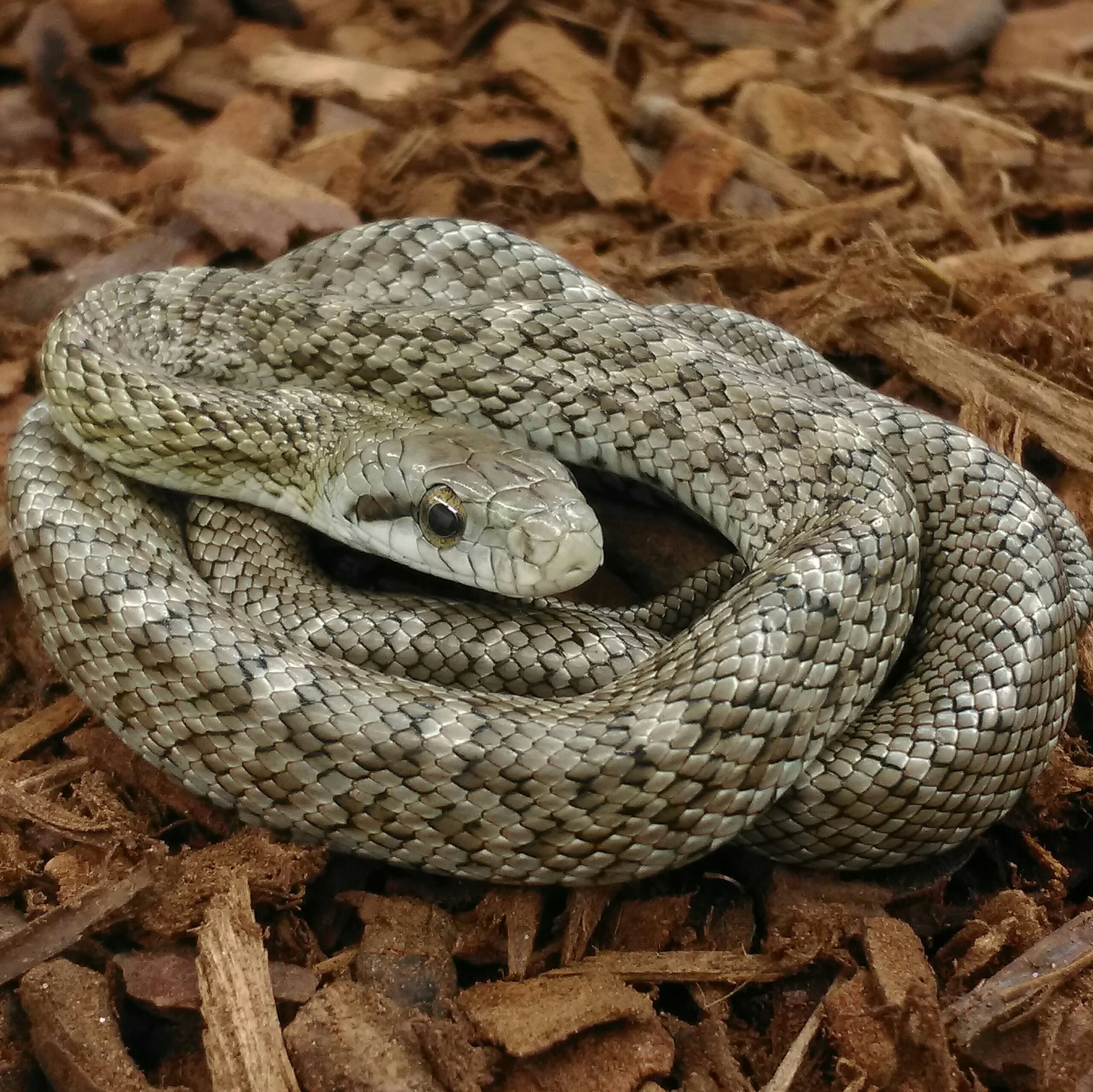 CB23 Kunashir Island Rat Snake