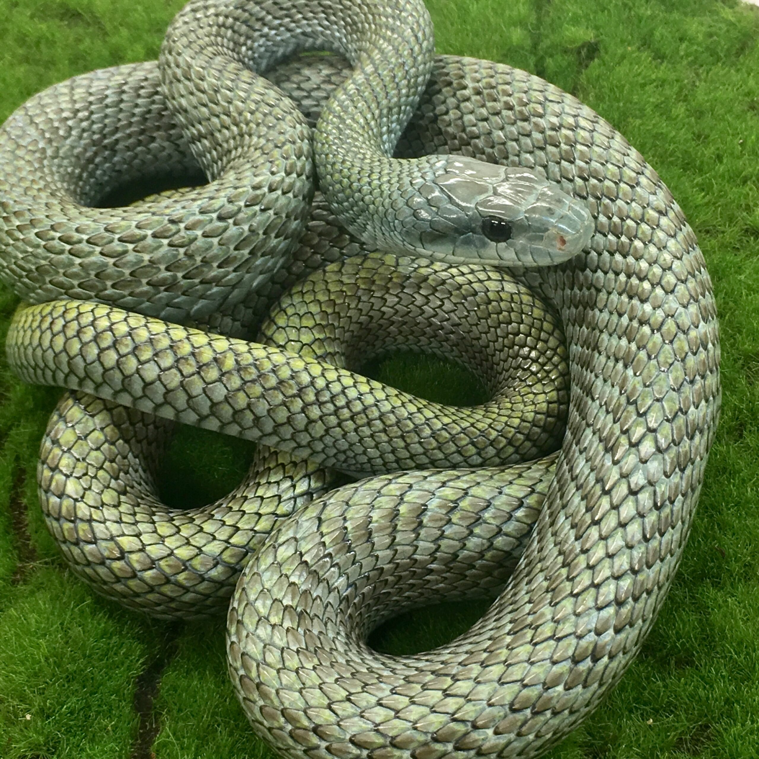 CB ADULT Kunashir Island Rat Snake